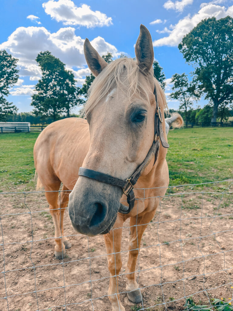 horse at kentucky winery