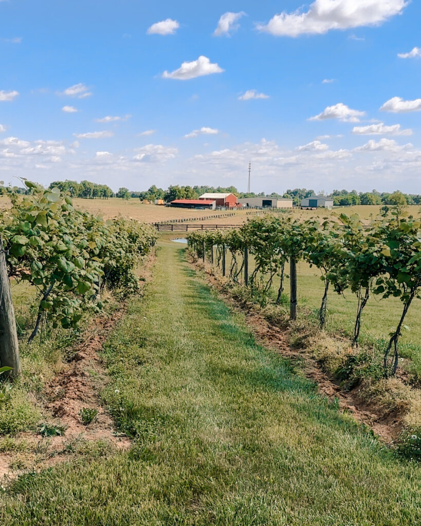 Kentucky vineyard and farm in the summer