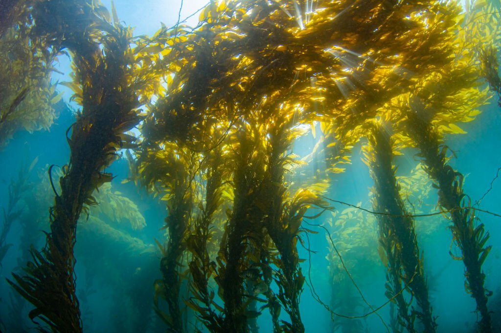 Kelp Forest