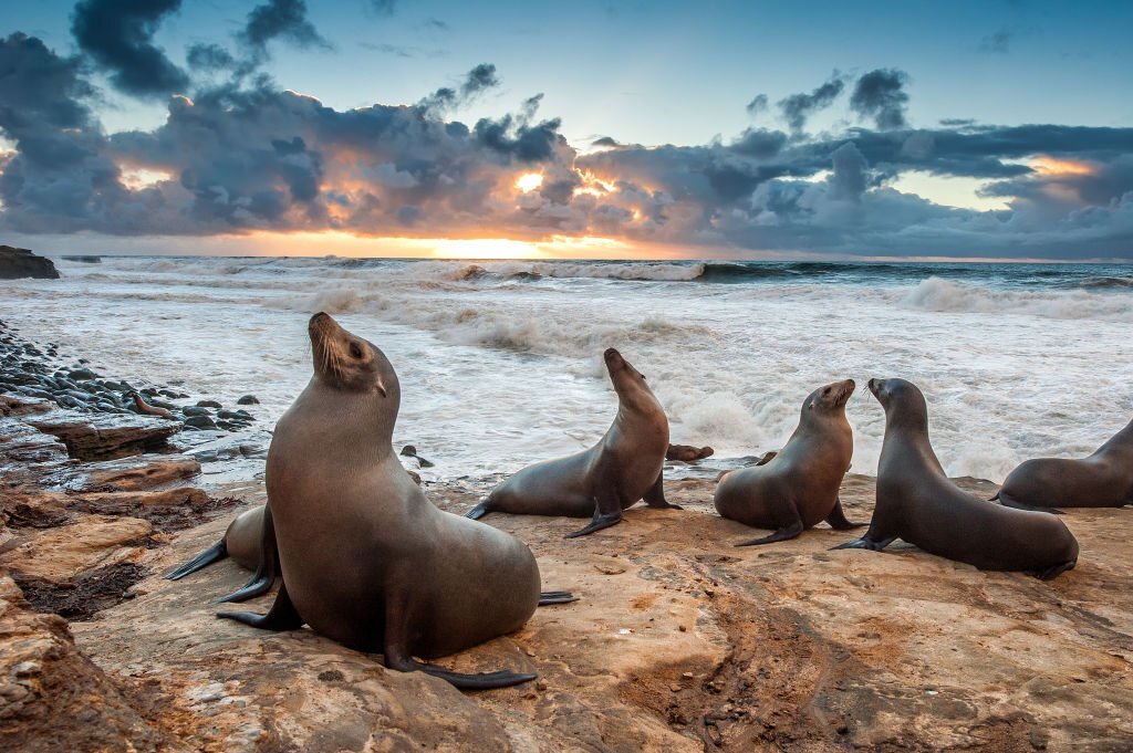 Sea lions at La Jolla Cove