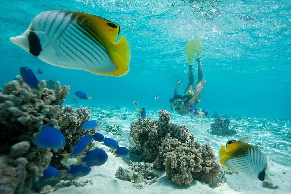 Snorkeler viewing fish