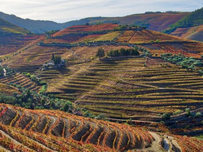 Douro Valley vineyards in the fall with vines and leaves turning red and gold
