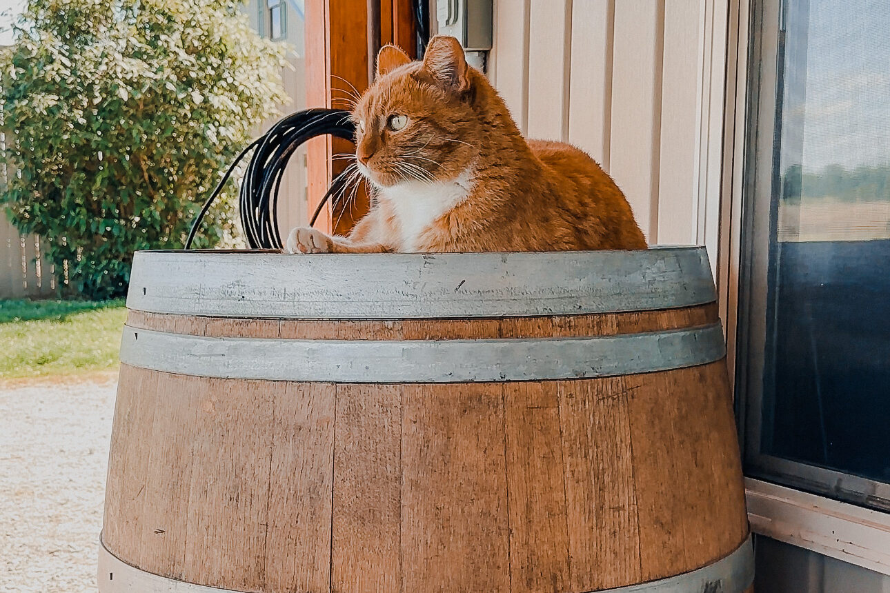winery cat in kentucky