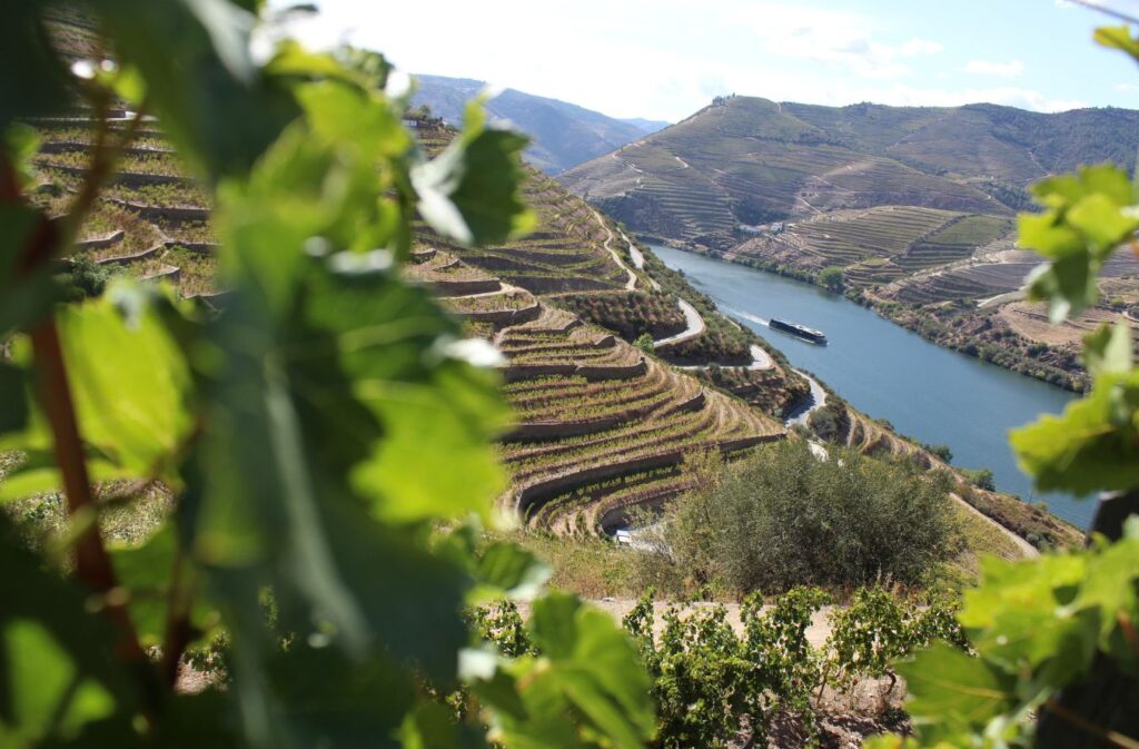 douro river and sloped terraces