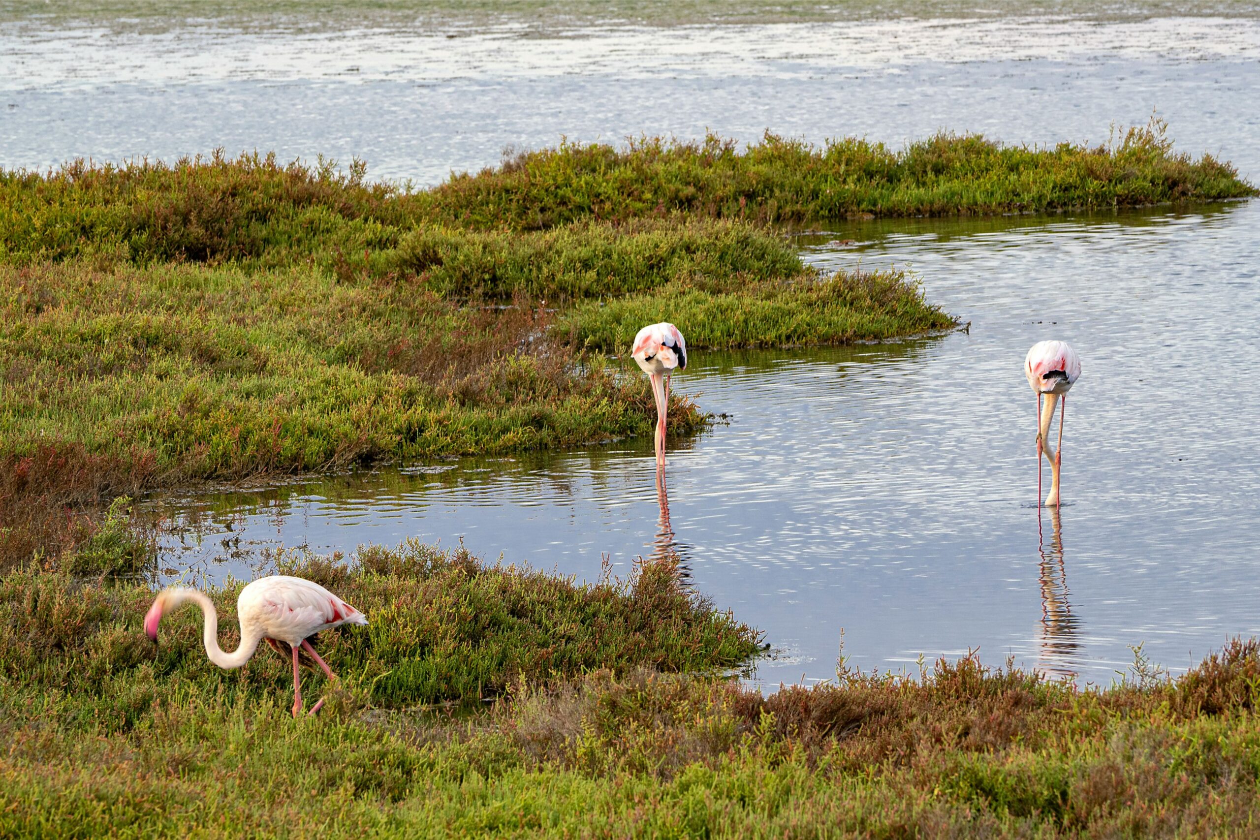flamingos in ria formosa near faro